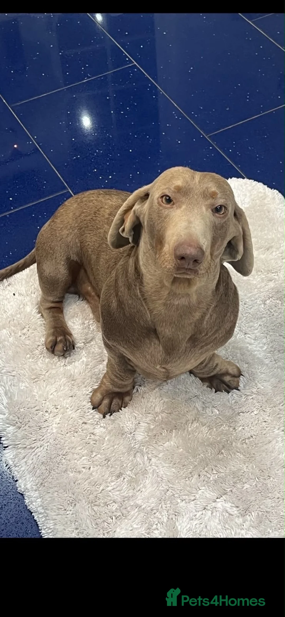 Dachshund dogs for sale: Dachshund puppies  in Narberth - Advert 2