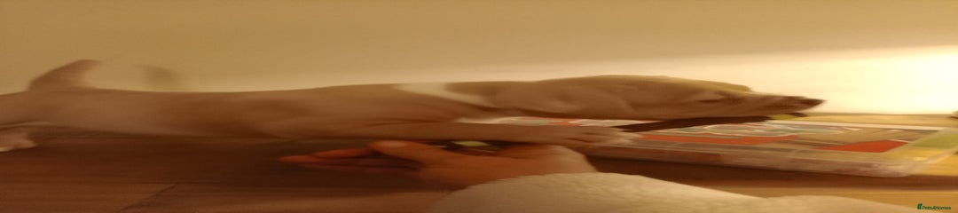 American Bully Puppy 2