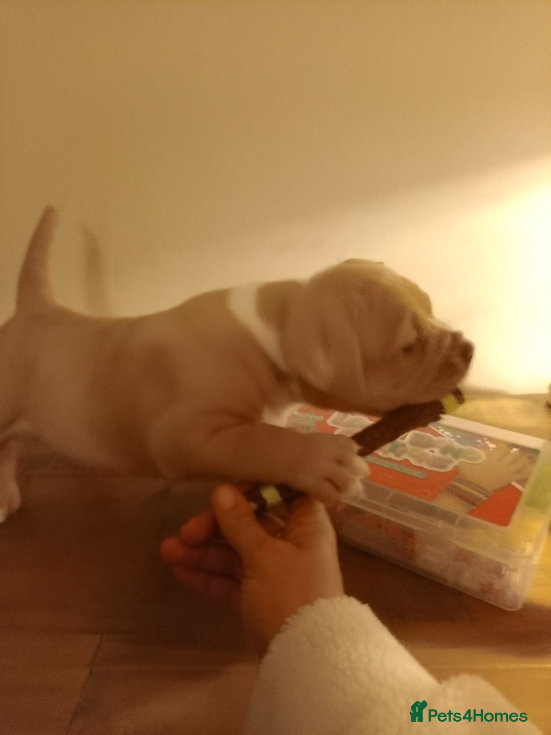 American Bully dogs for sale: American pocket bully  - Image 5