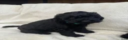 Australian Labradoodle dogs for sale: Multigenerational Australian Labradoodle Puppies - Advert 13