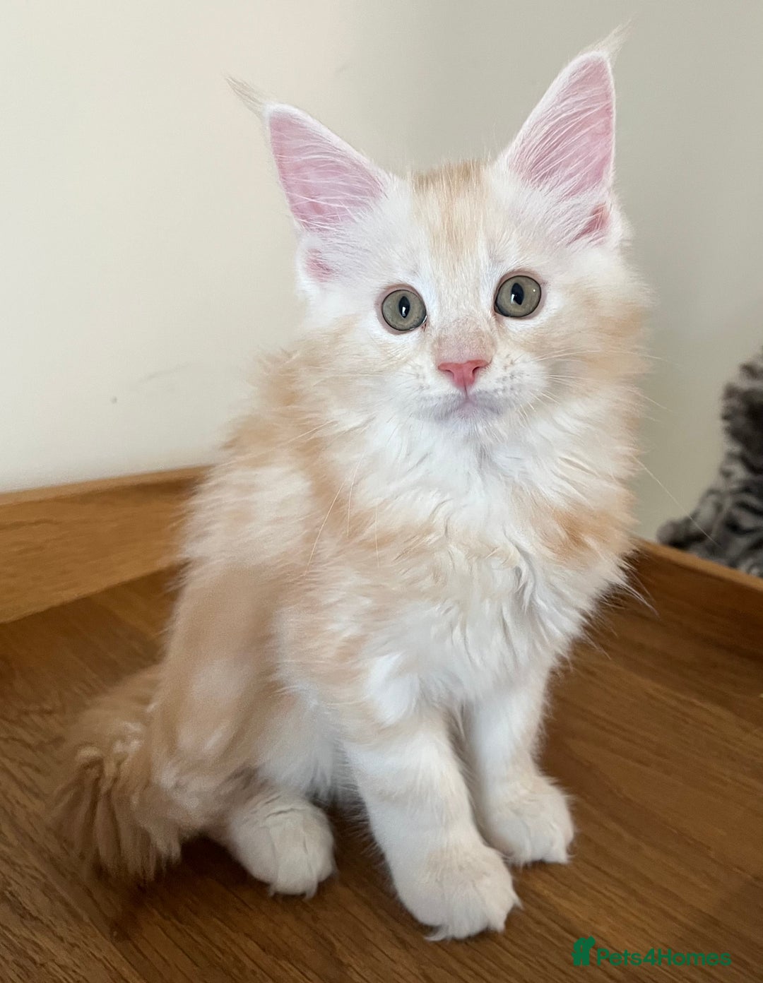 Maine Coon cats for sale: GCCF Pedigree Maine Coons  - Image 6