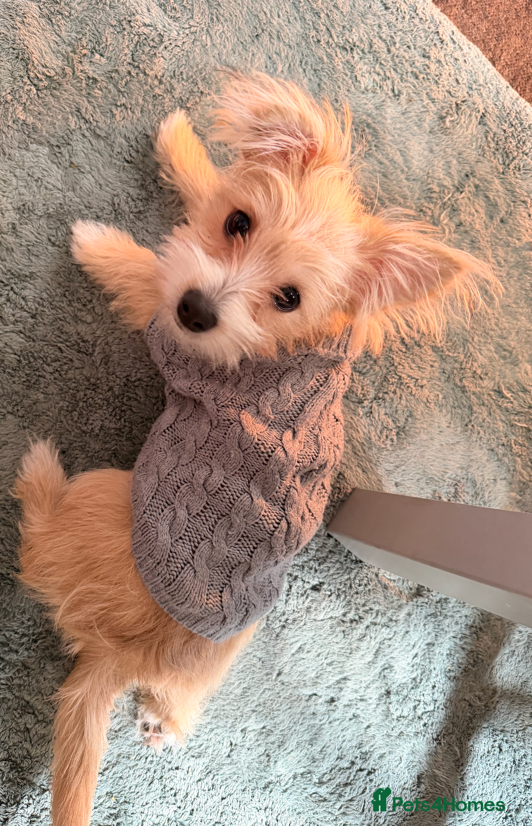 Mixed Breed dogs Your new pup! Maltese x JackChi - unique mix - Advert 1