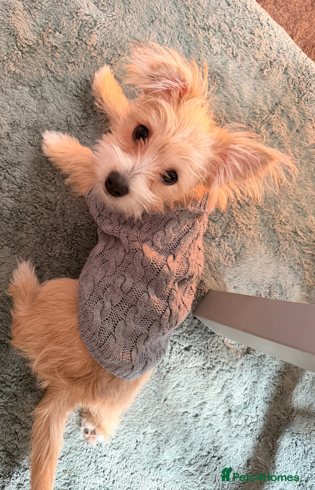 Mixed Breed dogs for sale: Your new pup! Maltese x JackChi - unique mix - Advert 1