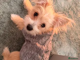 Mixed Breed dogs Your new pup! Maltese x JackChi - unique mix - Advert 1