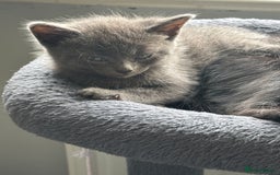 Mixed Breed cats for sale: British short hair kittens  - Image 4