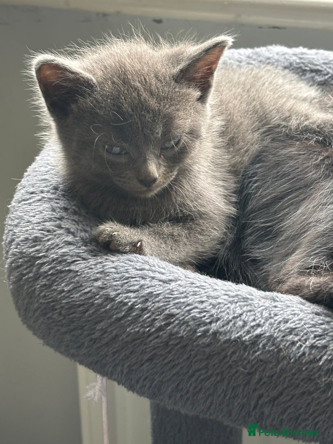 Mixed Breed cats for sale: British short hair kittens  - Image 4