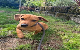 Mixed Breed dogs for adoption: Meet Buckie – a little pup with a big heart! - Image 2