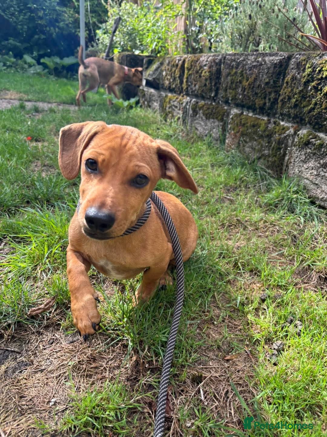 Mixed Breed dogs for adoption: Meet Buckie – a little pup with a big heart! - Image 2