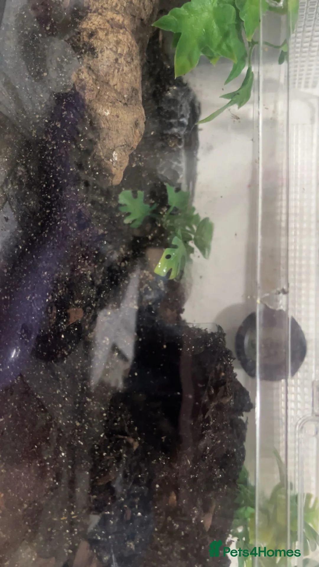 Tarantulas invertebrates for sale: Daisy in Rotherham - Advert 3