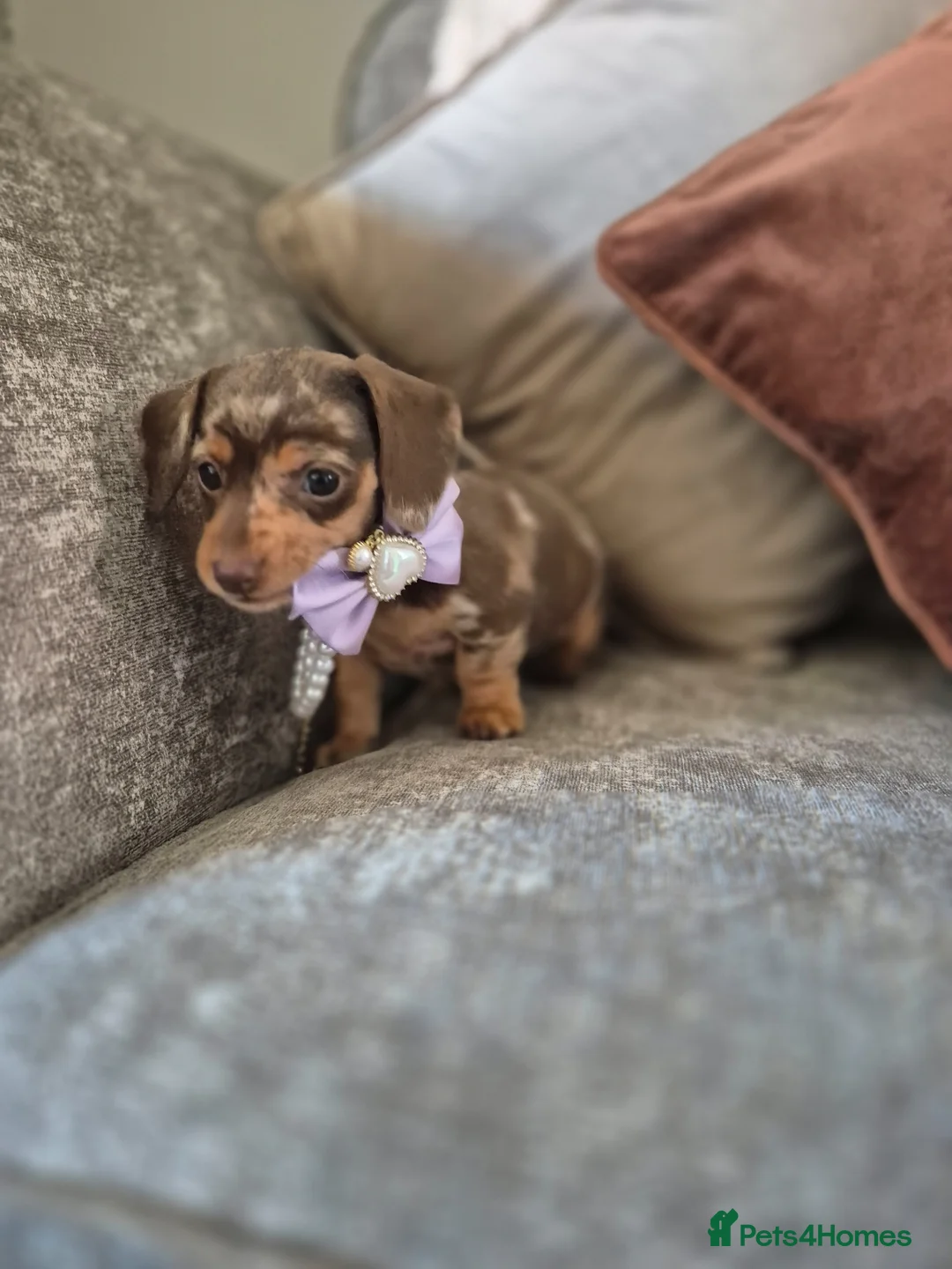 Miniature Dachshund dogs for sale: Kc miniature dachshunds  in Newtownabbey - Advert 2