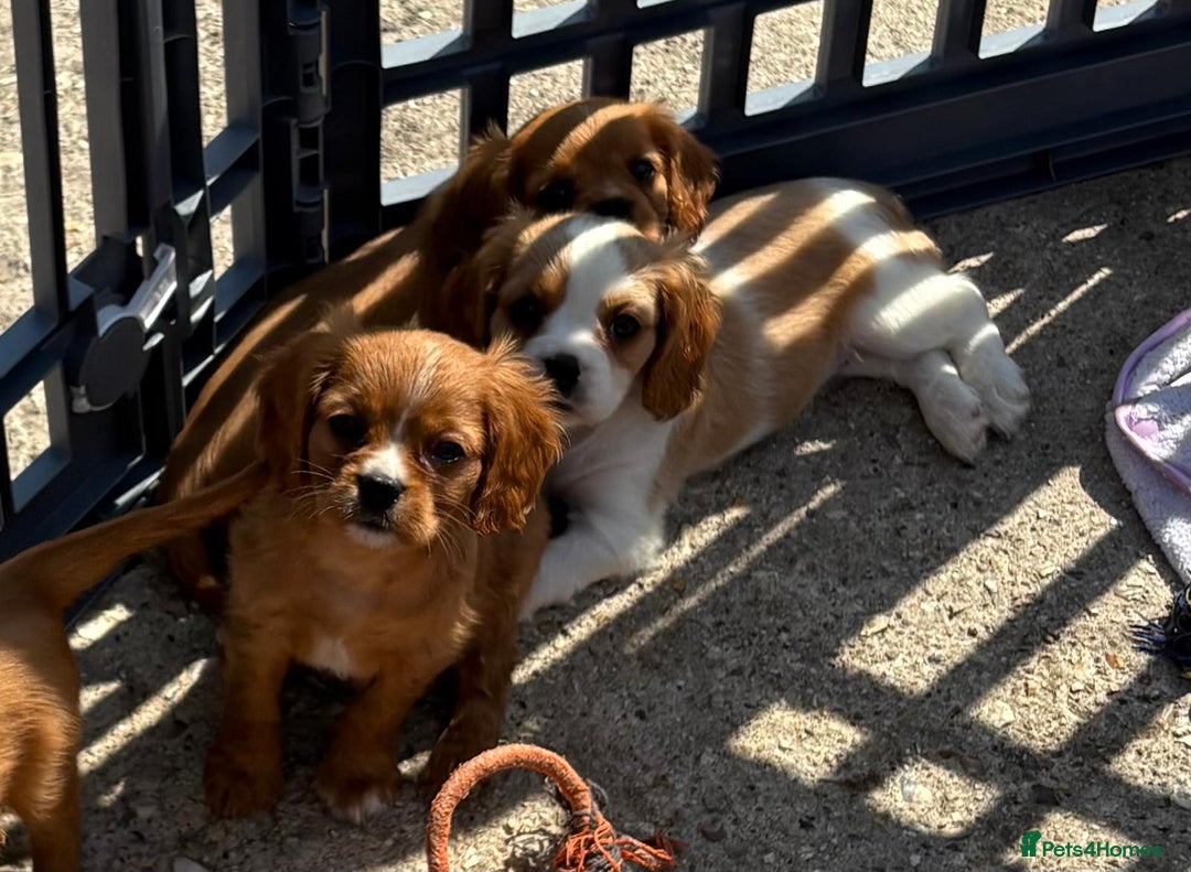 Cockalier dogs for sale: Gorgeous Cockalier Puppies… - Image 3