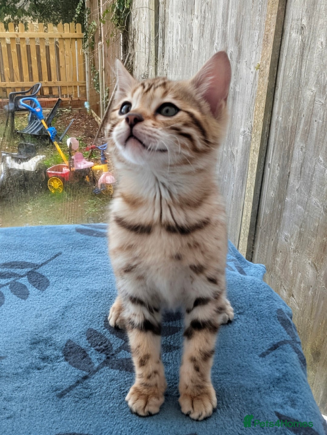 Bengal cats for sale: Bengal Kittens Purebreed Ready to Leave - Advert 5