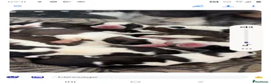 Saint Bernard 5