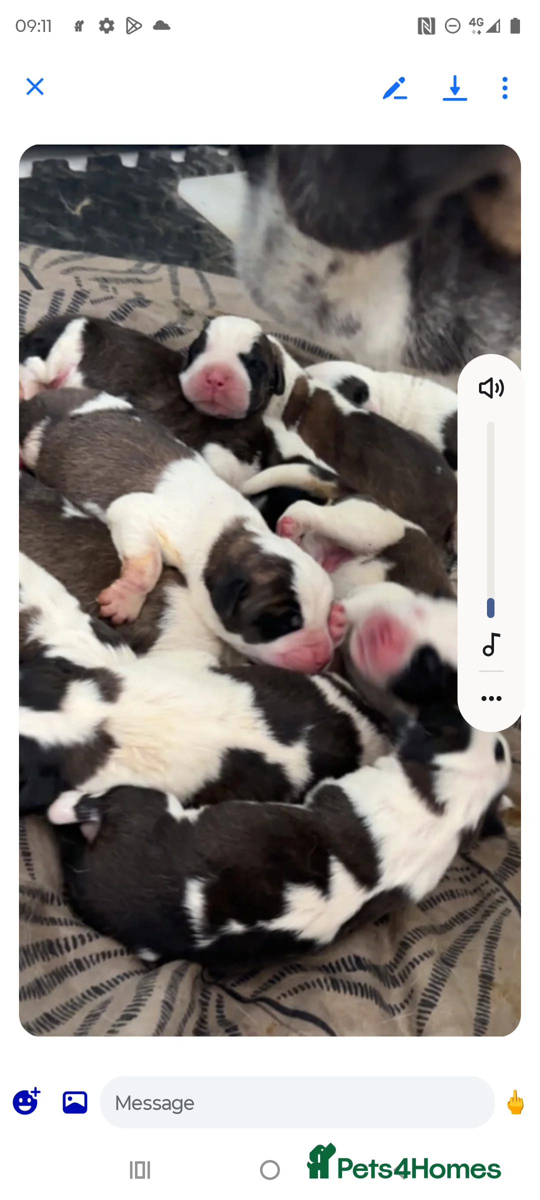 Saint Bernard dogs for sale: Beautiful saint Bernard litter  - Advert 2