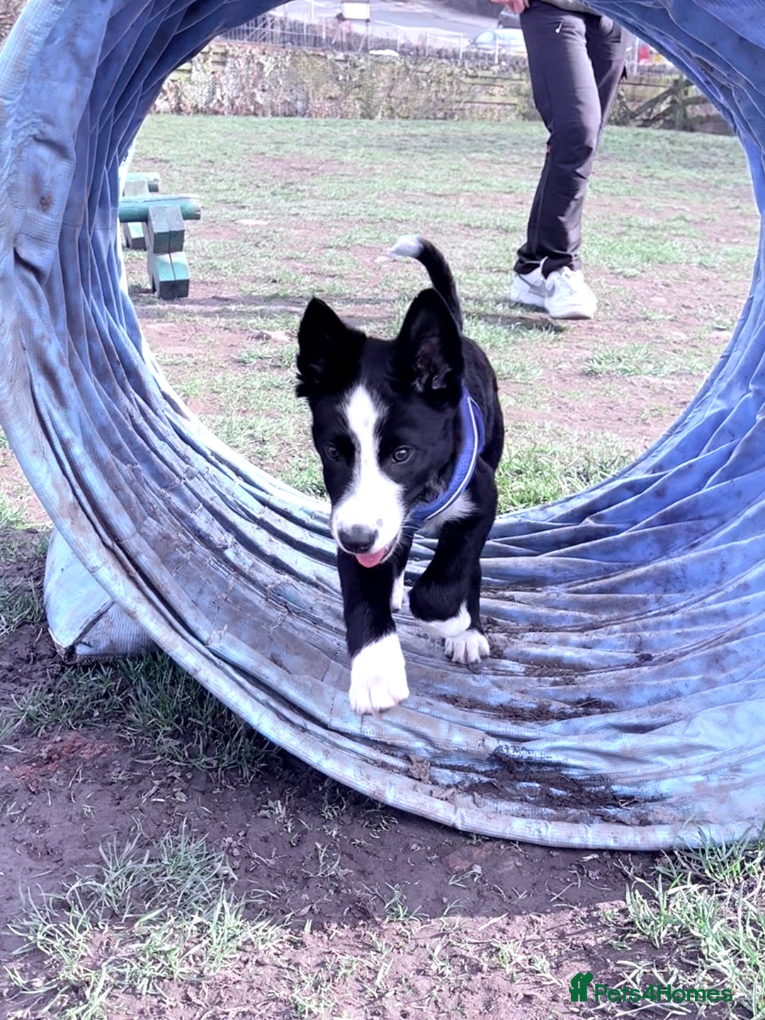 Border Collie dogs for sale: Finnan 10 months old. Border collie - Image 10