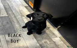 Labrador Retriever dogs for sale: KC registered labs ready to leave now *2 left* - Image 4