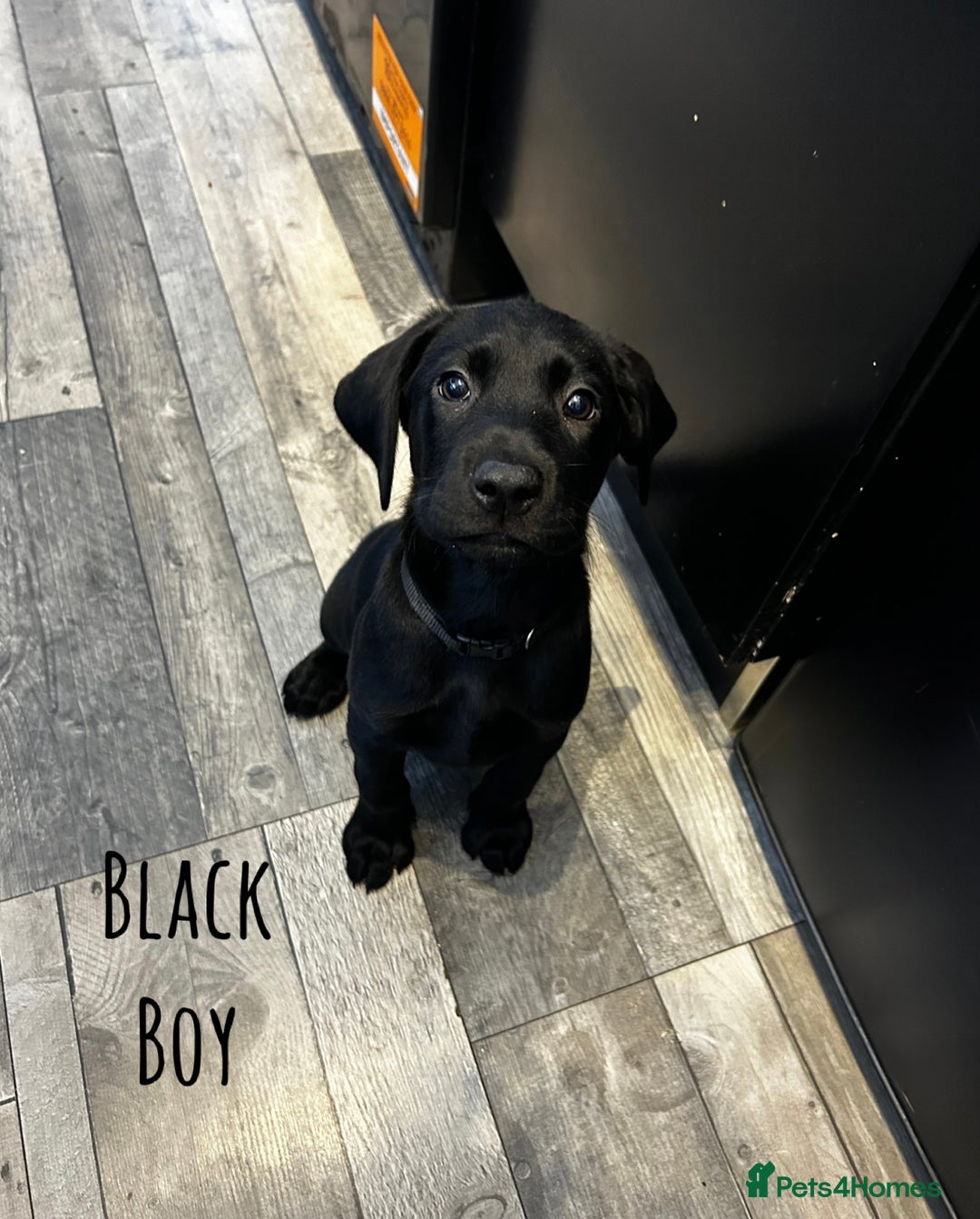 Labrador Retriever dogs for sale: KC registered labs ready to leave now *2 left* - Image 4