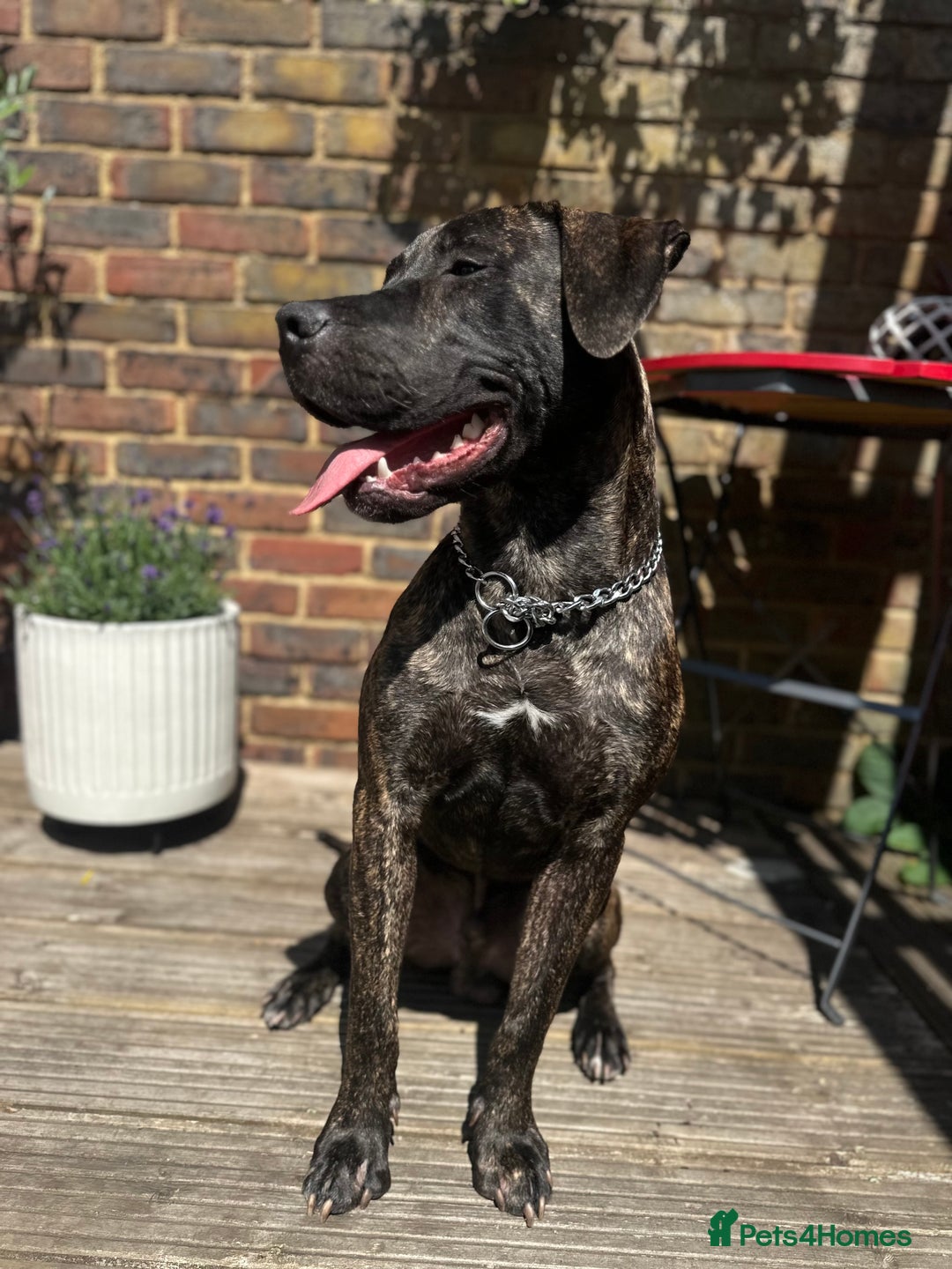 Mixed Breed dogs for sale: Looking for a home  - Image 2