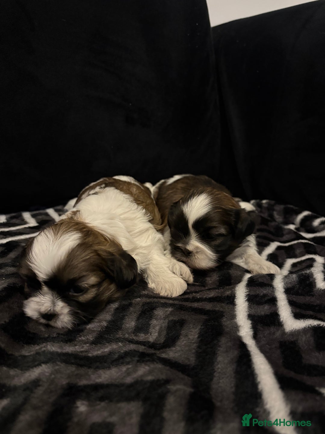 Shih Tzu dogs for sale: 2 female Shih Tzu puppies  - Advert 11