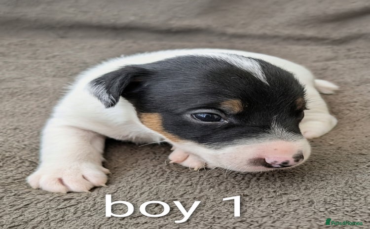 Jack Russell dogs - Advert 3