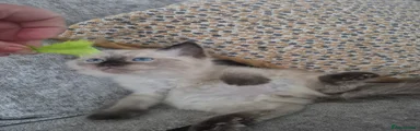 Ragdoll 1