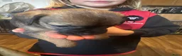 Border Terrier dogs for sale: Border Terrier pups - Advert 2