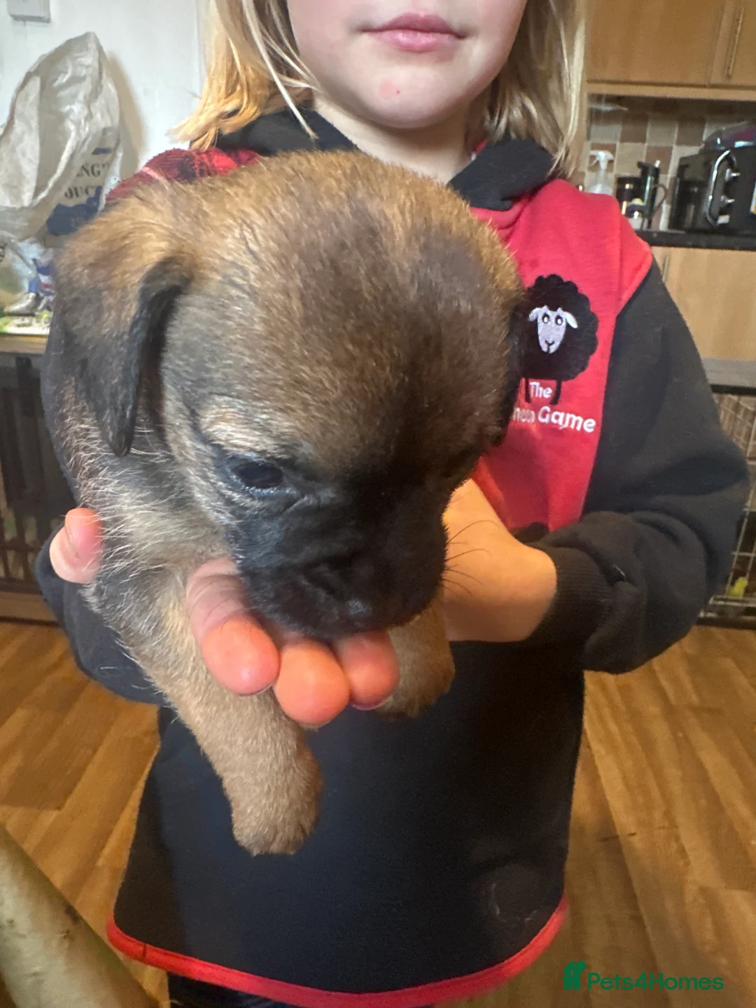 Border Terrier dogs for sale: Border Terrier pups - Advert 2