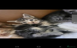 Domestic Shorthair cats for sale: Lovely Kittens, ready to be reserved 😺 - Image 2