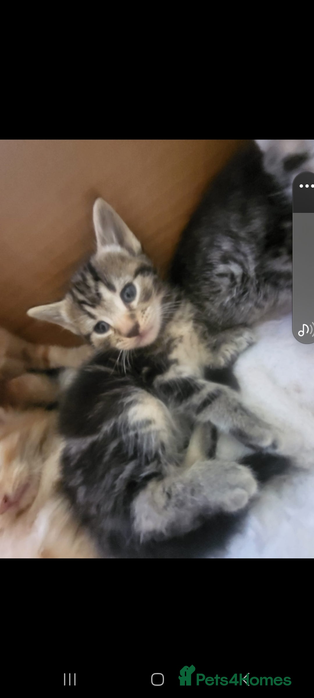 Domestic Shorthair cats for sale: Lovely Kittens, ready to be reserved 😺 - Image 2