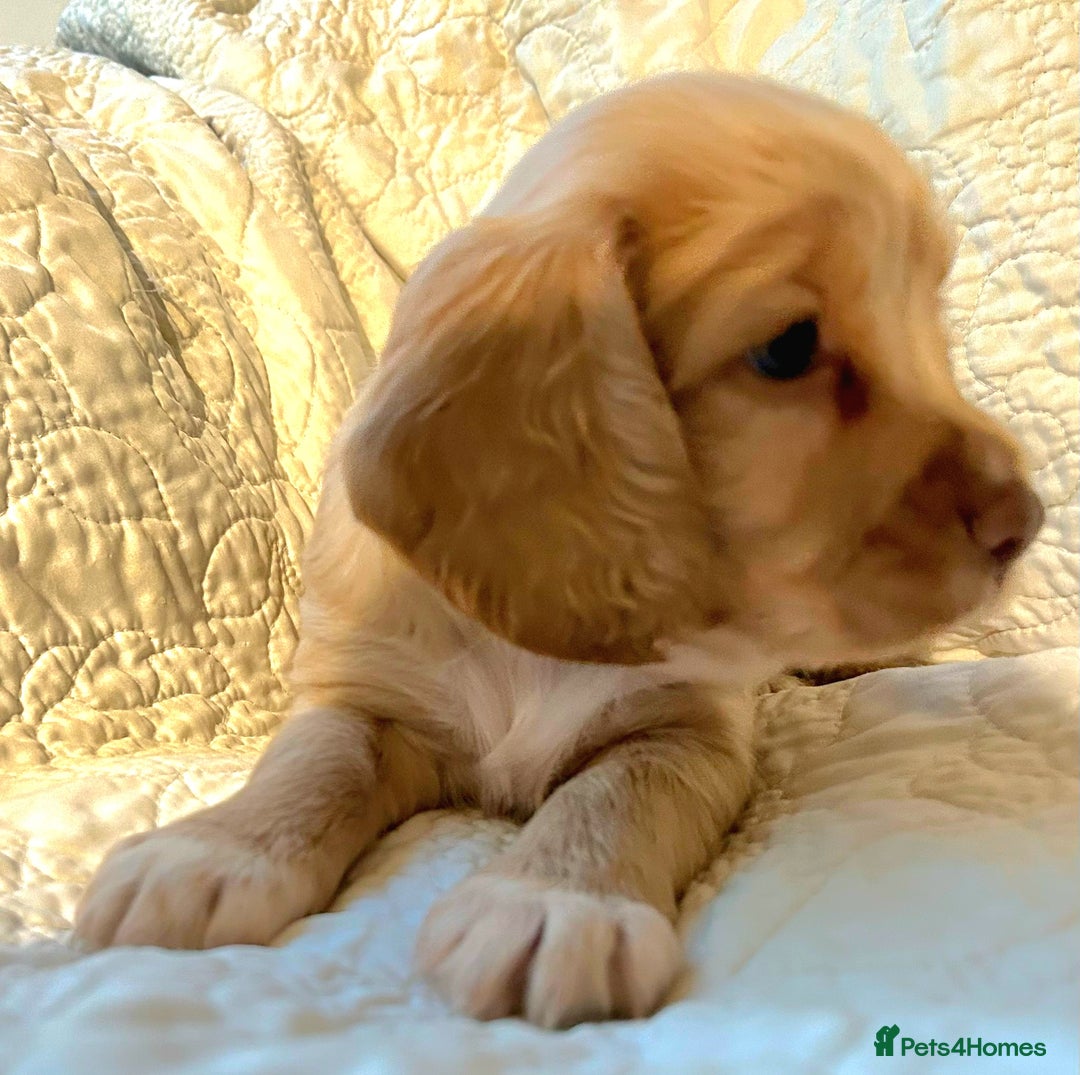 Cocker Spaniel dogs for sale: HEALTH CHECKED KC REG WORKING COCKER SPANIELS  - Advert 12