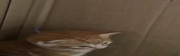 Domestic Shorthair cats for sale: Kittens for sale  - Advert 9