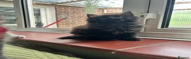 Maine Coon Kitten 5