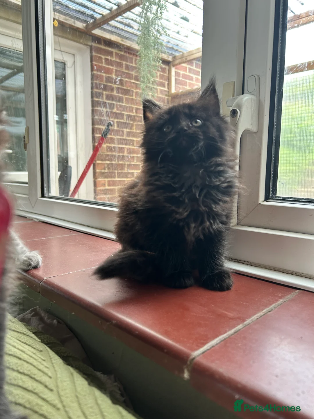 Maine Coon cats for sale: Beautiful Mainecoon kittens  - Advert 9