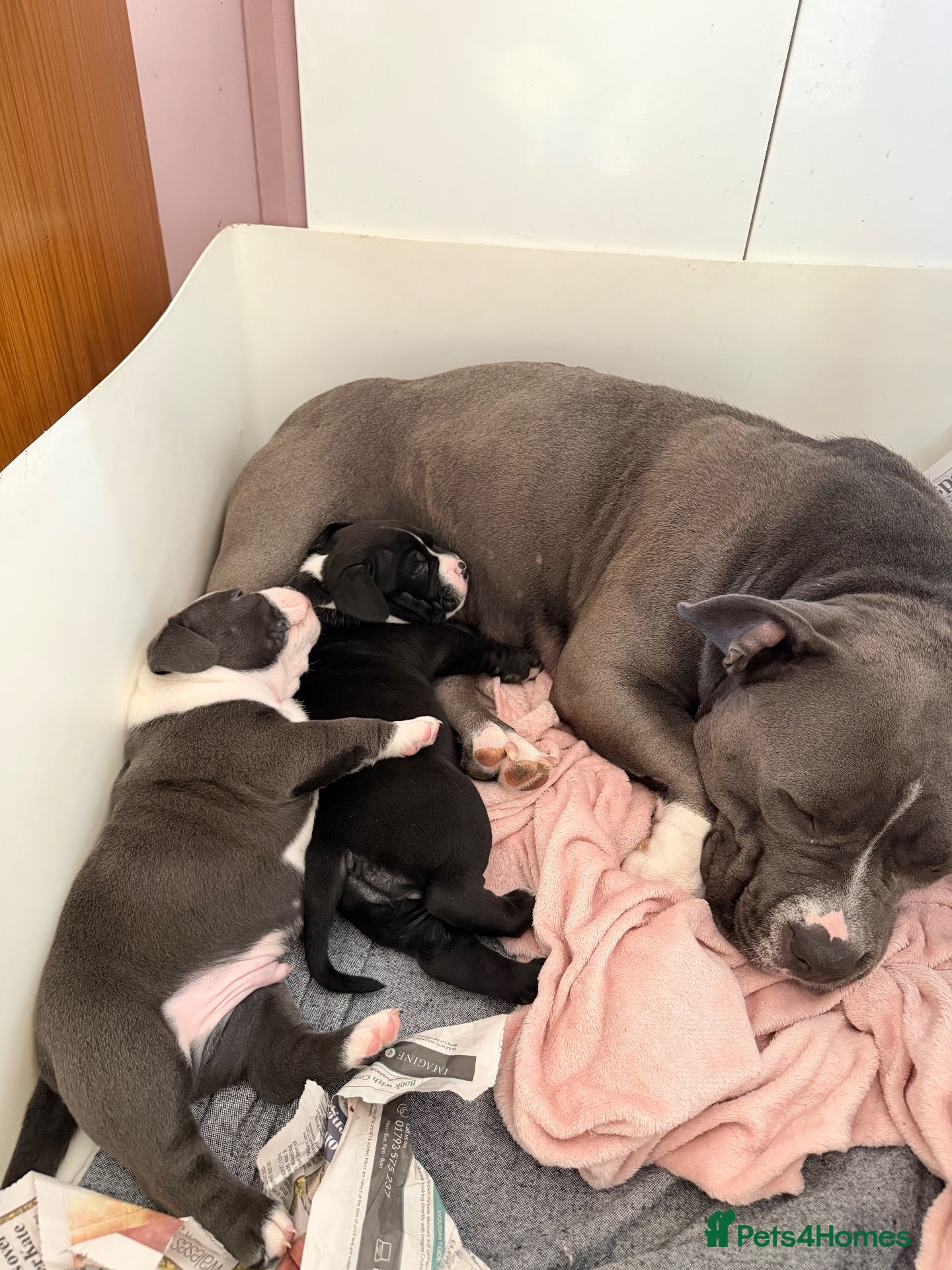 American Bully dogs Extreme ABKC pocket bullies, strong bloodlines! - Advert 2