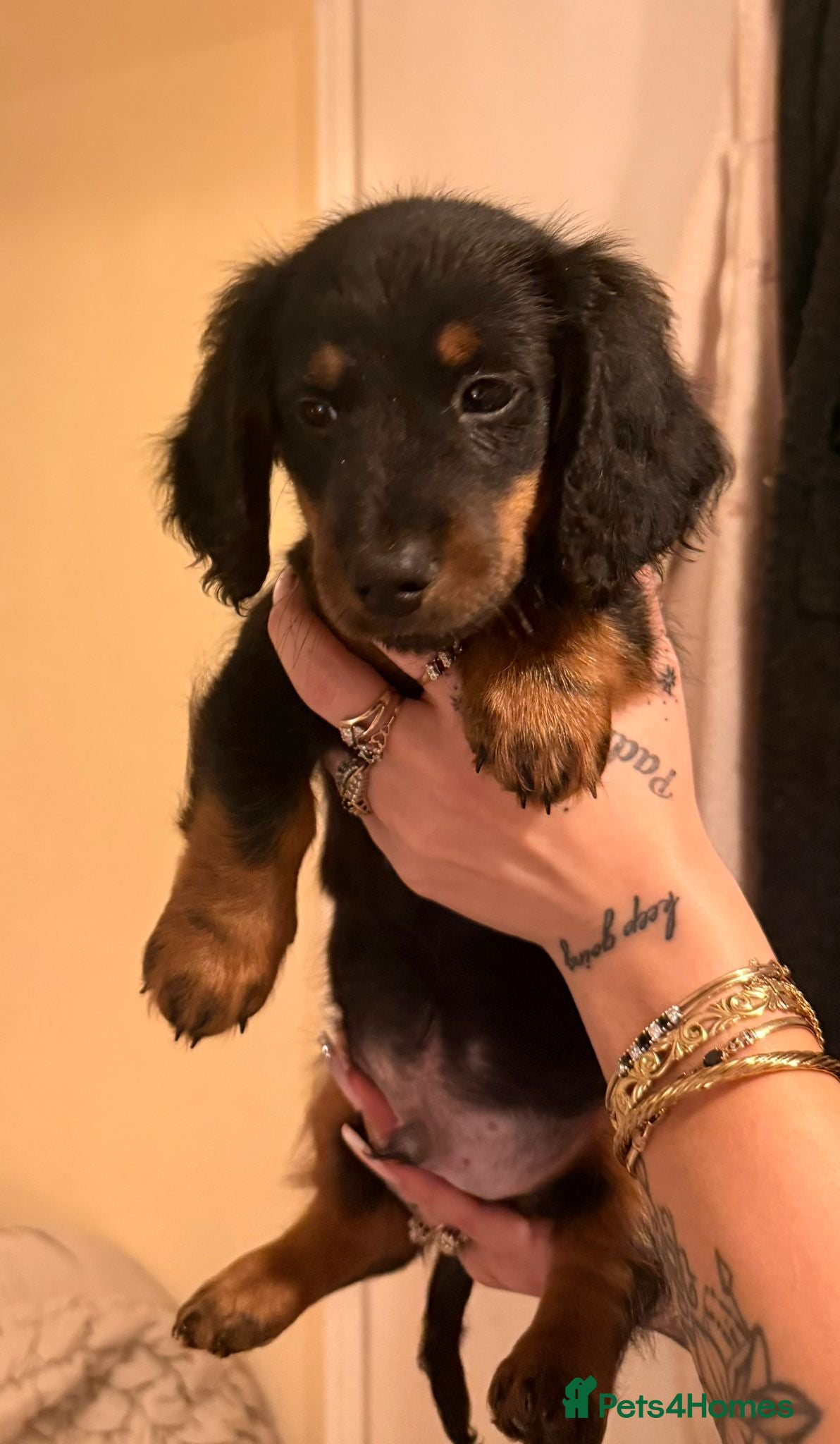 Dachshund dogs Dachshund BOYS  - Advert 3