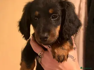 Dachshund dogs Dachshund BOYS - Advert 3