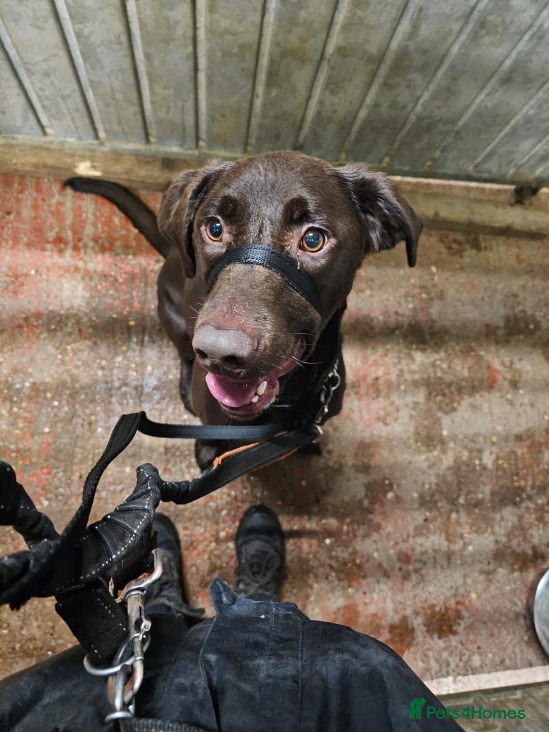 Mixed Breed dogs for adoption: Cooper - Advert 5