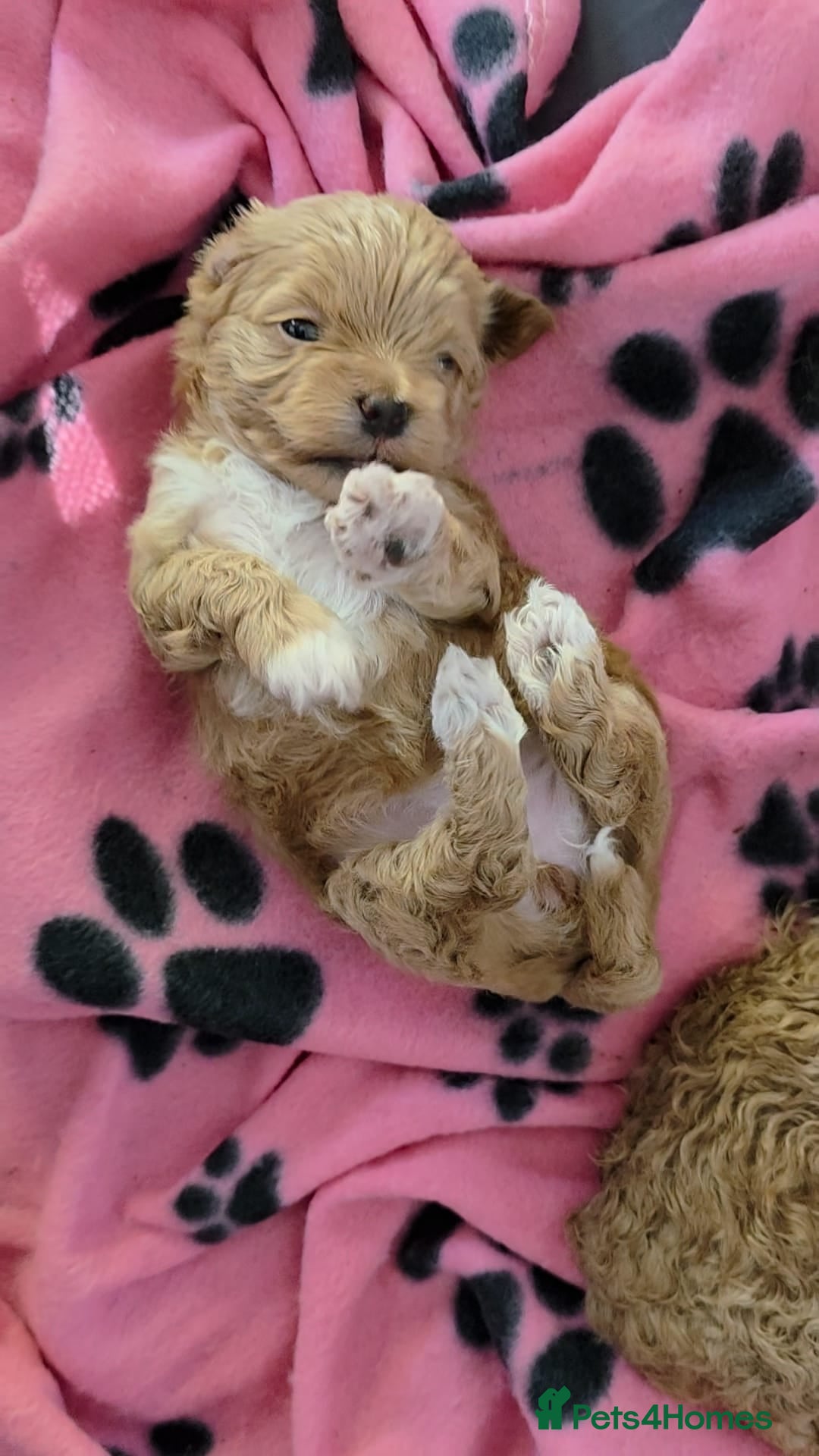 Maltipoo dogs  Adorable Tiny Toy Maltipoo puppies 🐶 - Advert 11