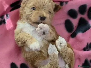 Maltipoo dogs Adorable Tiny Toy Maltipoo puppies 🐶 - Advert 4