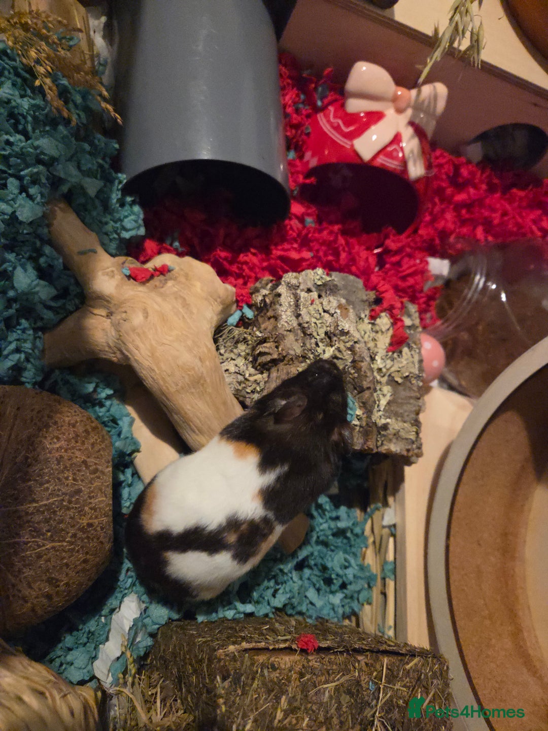 Hamster rodents for sale: Female syrian hamster for adoption - Advert 4