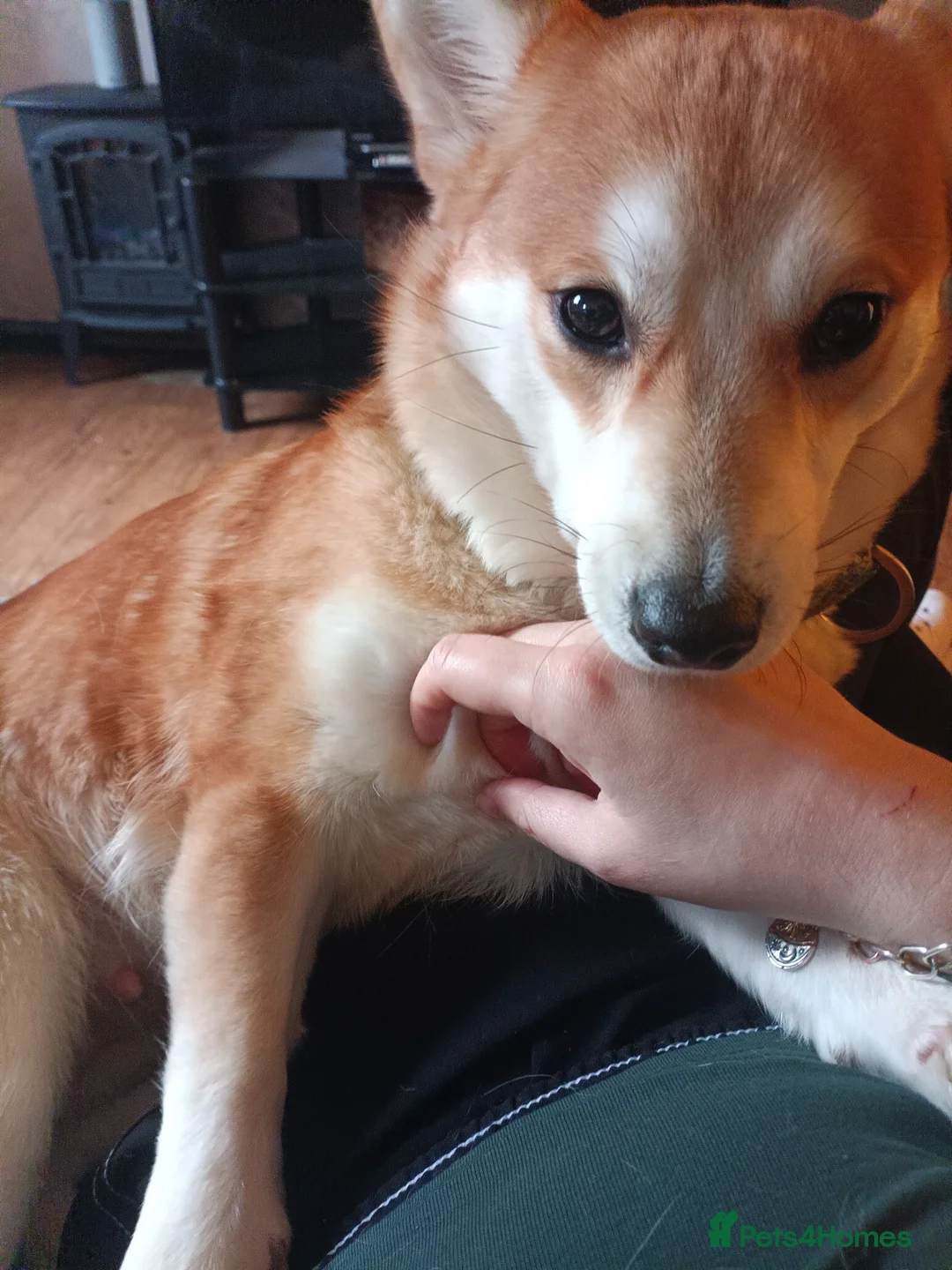 Mixed Breed dogs for sale: Lovely shiba cross girl - Advert 1