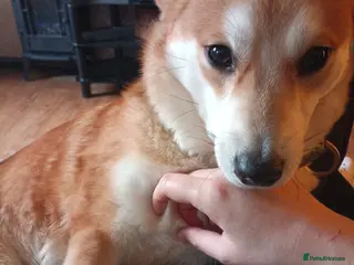 Mixed Breed dogs Lovely shiba cross girl - Advert 1