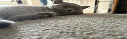 British Shorthair cats for sale: Last girl, collection 21/8  - Advert 5