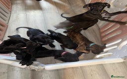 Cane Corso dogs for sale: Beautiful Litter Of Cane Corso Puppys - Image 4