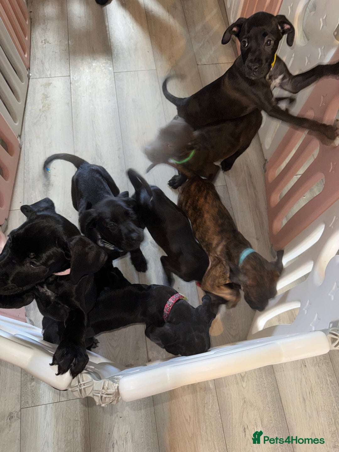 Cane Corso dogs for sale: Beautiful Litter Of Cane Corso Puppys - Image 4
