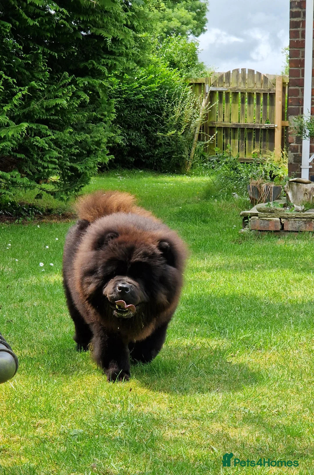 Chow Chow dogs for stud: Now at stud, proven, kc reg in Wingate - Advert 5