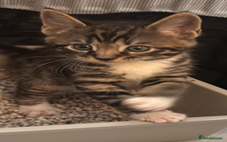 Mixed Breed cats for sale: Maine coon cross Bengal kittens ready now  - Image 11