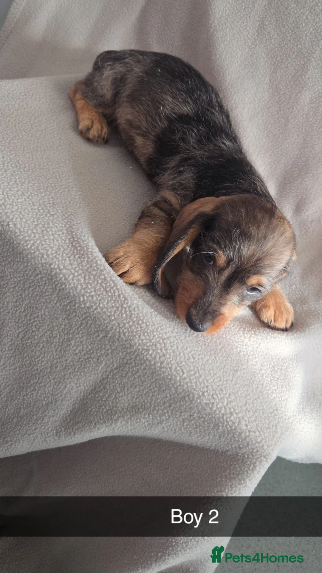 Miniature Dachshund dogs for sale: Miniature Dachshund  - Advert 5