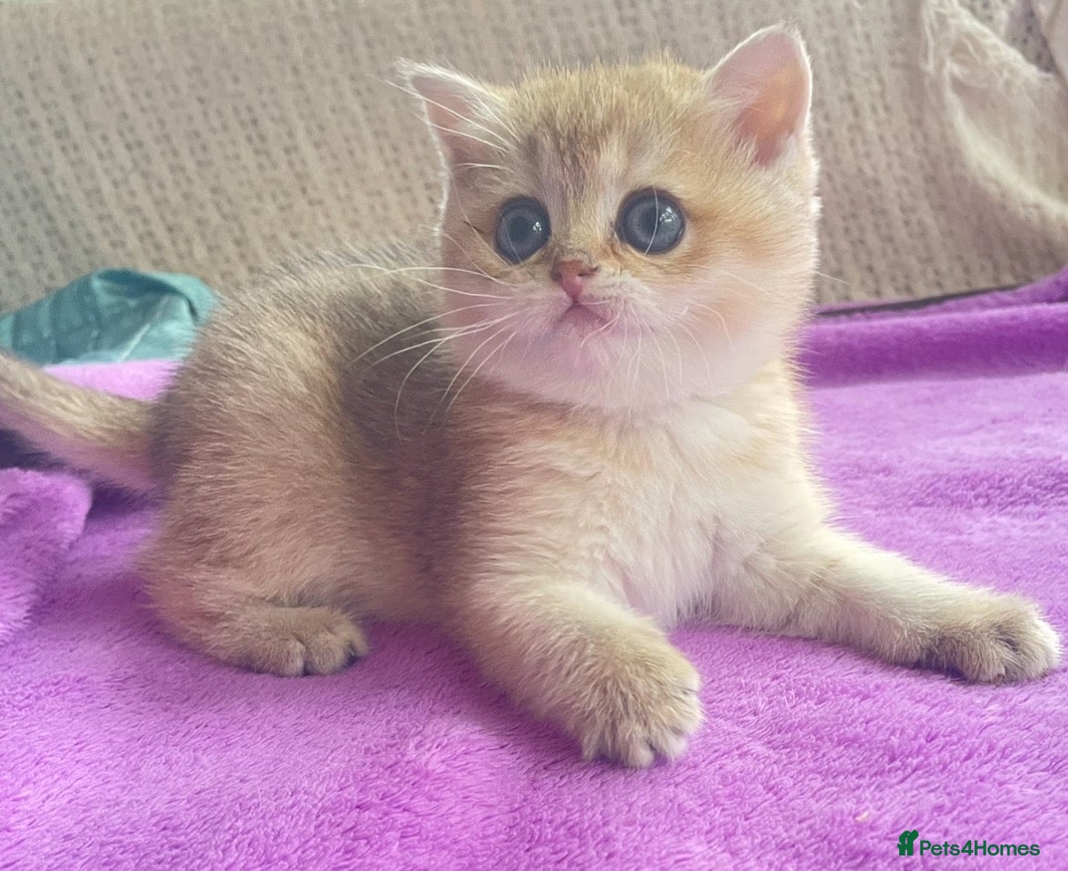 British Shorthair cats Beautiful golden British shorthair  - Advert 2