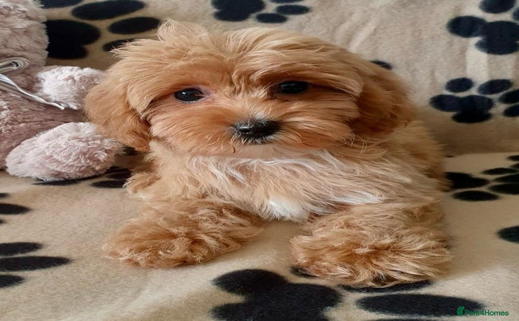 Maltipoo dogs - Advert 2